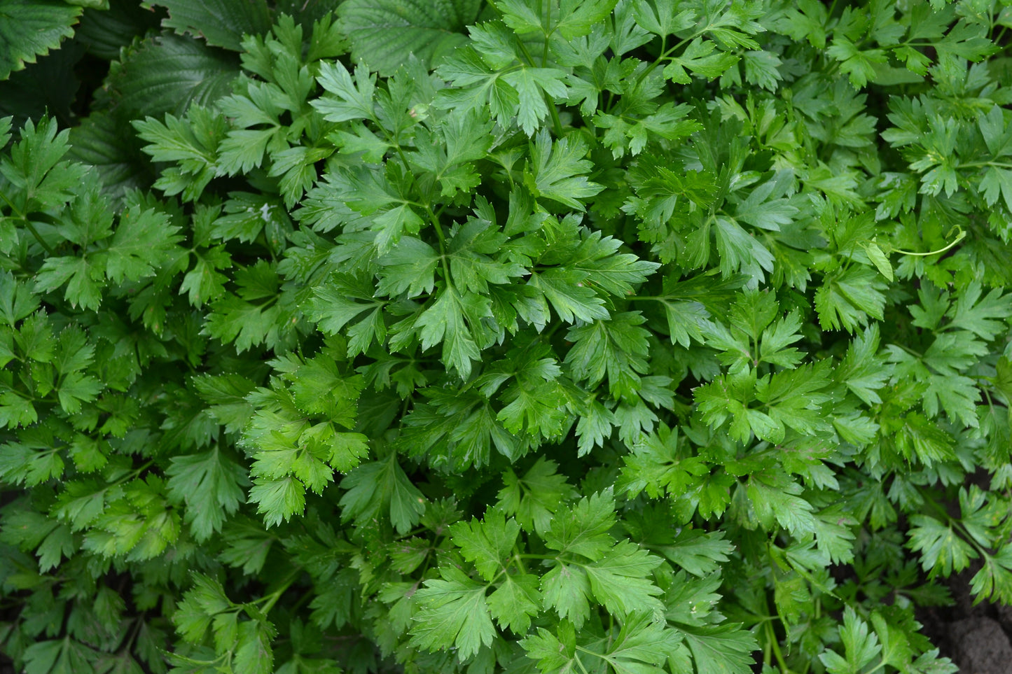 Parsley, Giant of Italy (Petroselinum crispum var. latifolium)