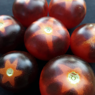 Goluboy Les (Blue Forest) Tomato