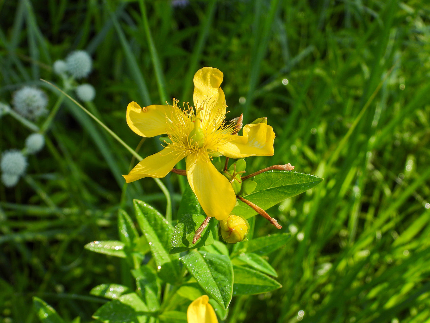 St. John's Wort, Great (Hypericum ascyron)
