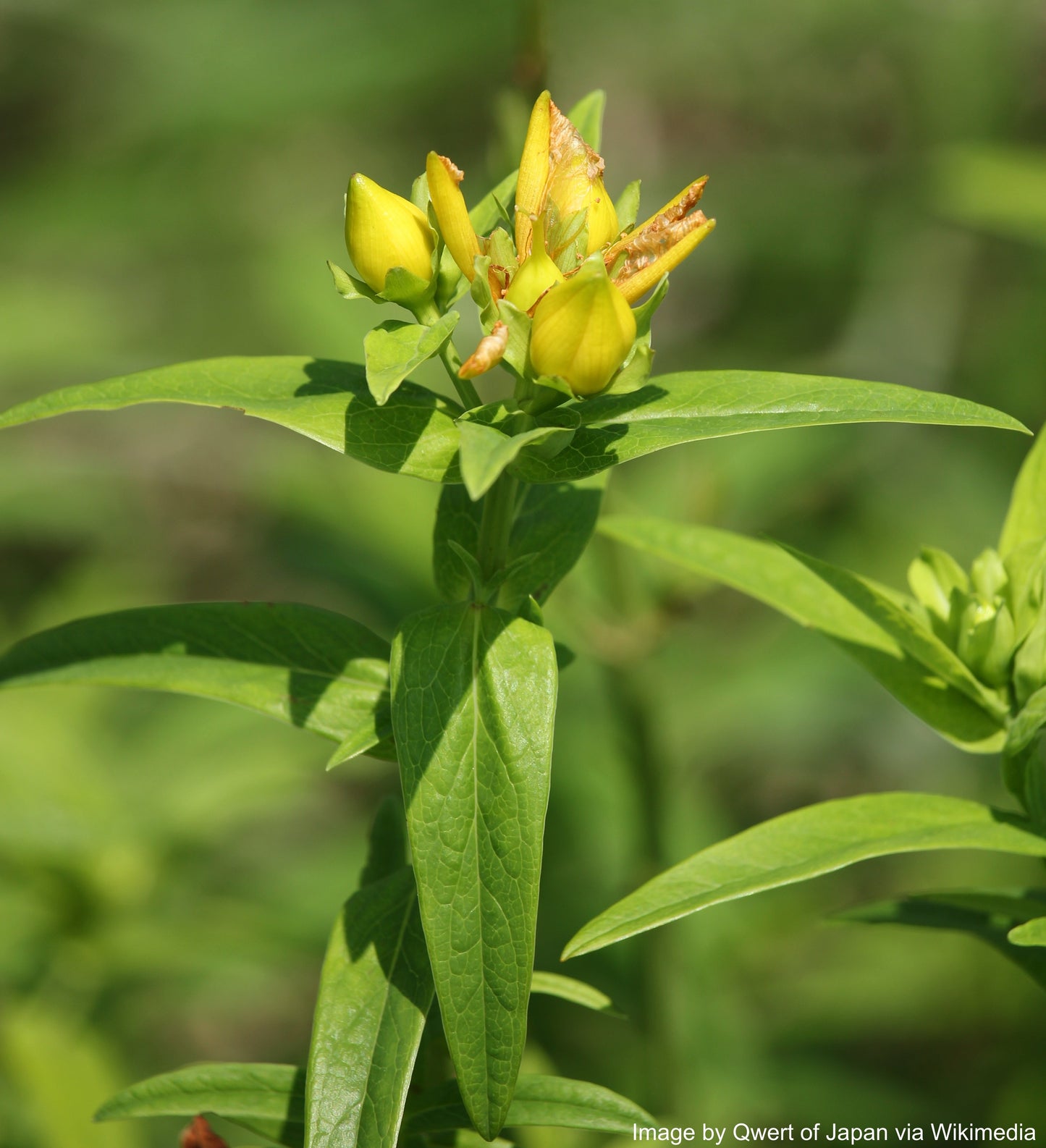 St. John's Wort, Great (Hypericum ascyron)