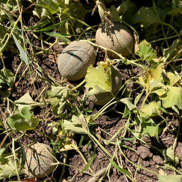 Green Nutmeg Melon