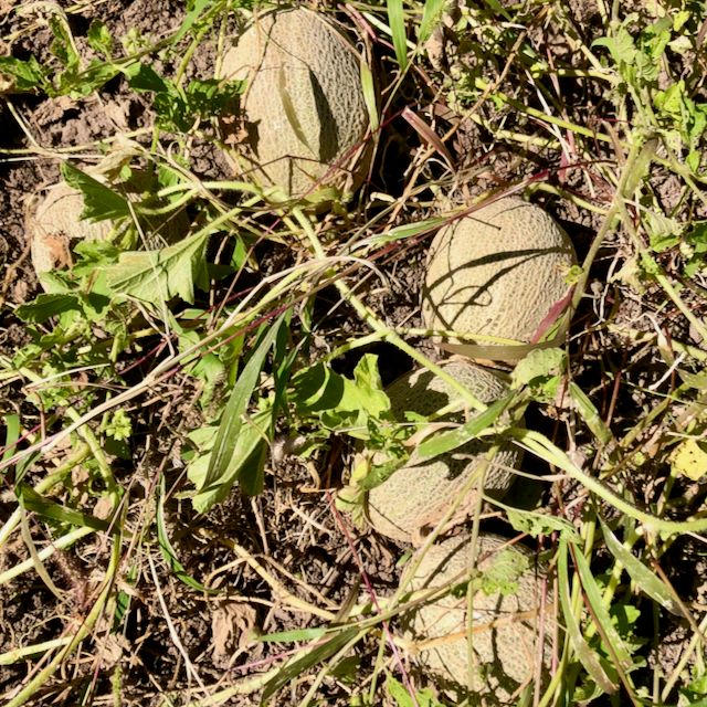 Green Nutmeg Melon