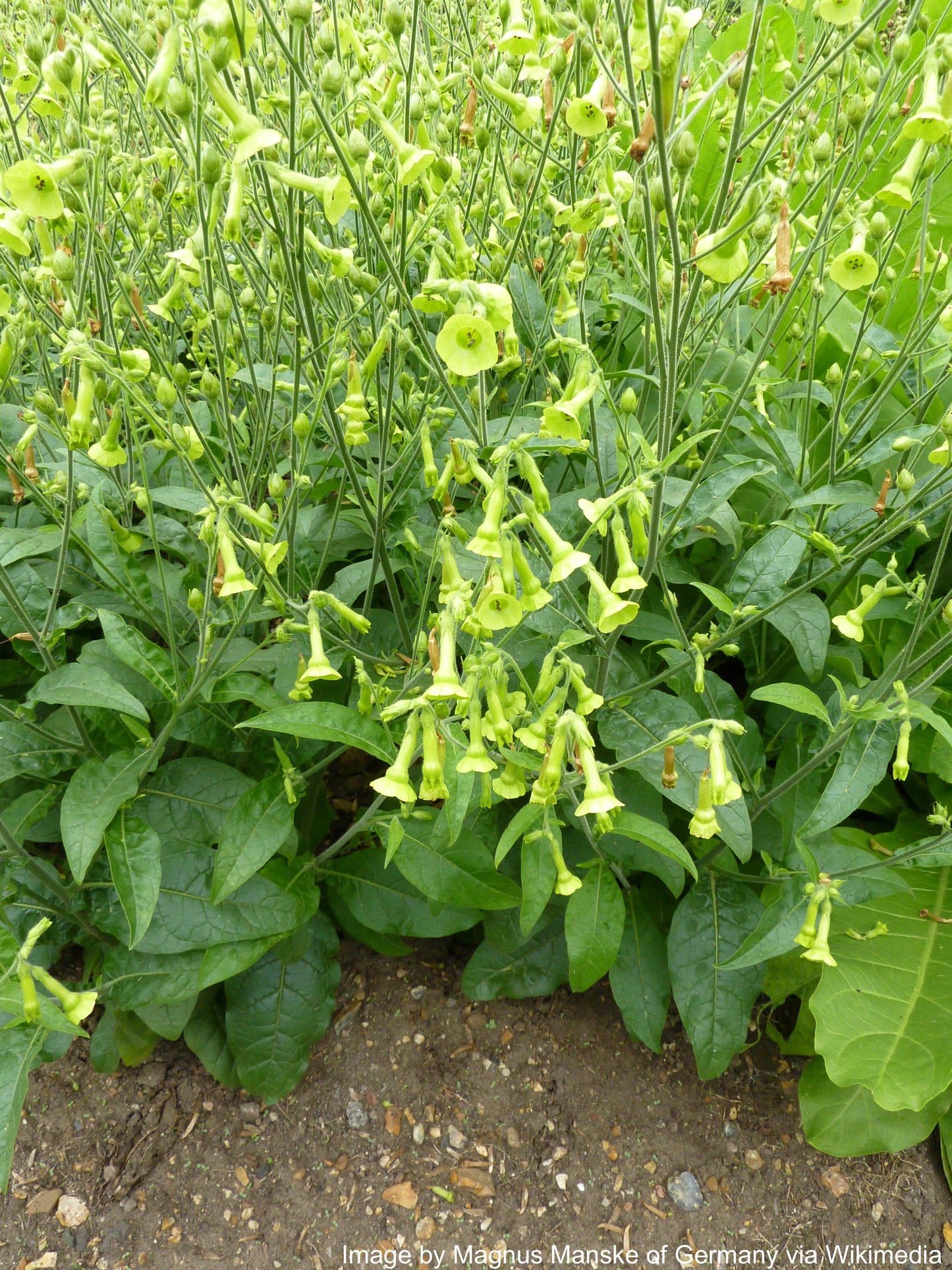 Tobacco, Huichol aka Langsdorff's (Nicotiana langsdorffii)