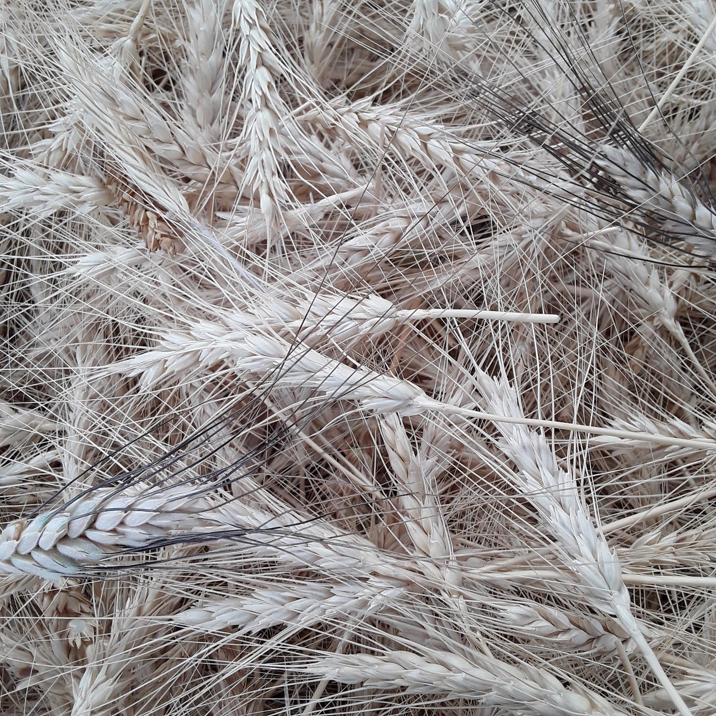 Heritage Grains Mix (Wheat, Barley & Rye)