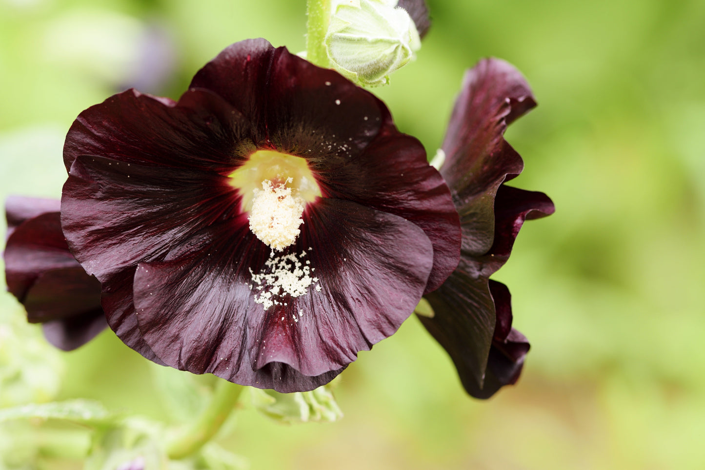 Hollyhock, Jet Black (Alcea rosea)