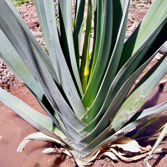 Blaugrüner x Lilly's Leeks