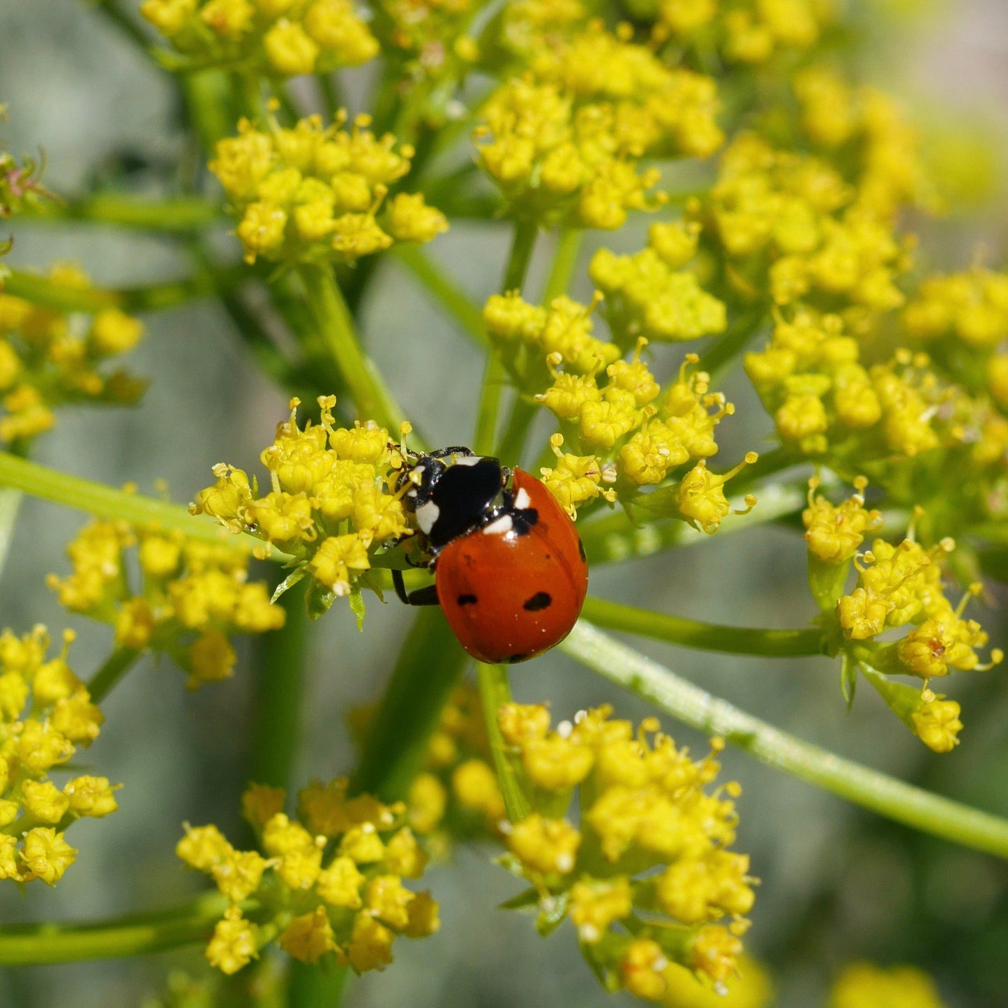 Lomatium (Lomatium dissectum)