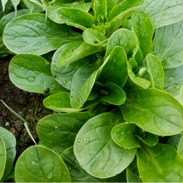 Small Seed CSA Share - 25 Varieties Curated for Your Area!