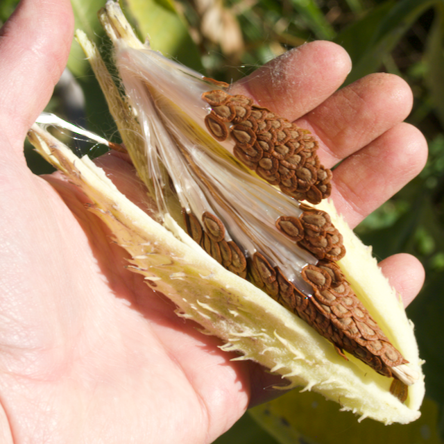 Common Milkweed