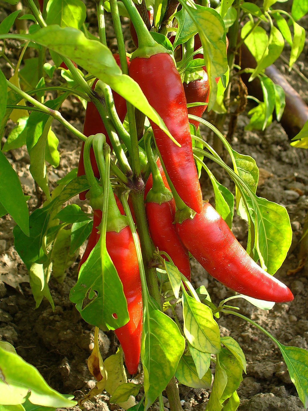 Ring O' Fire Cayenne
