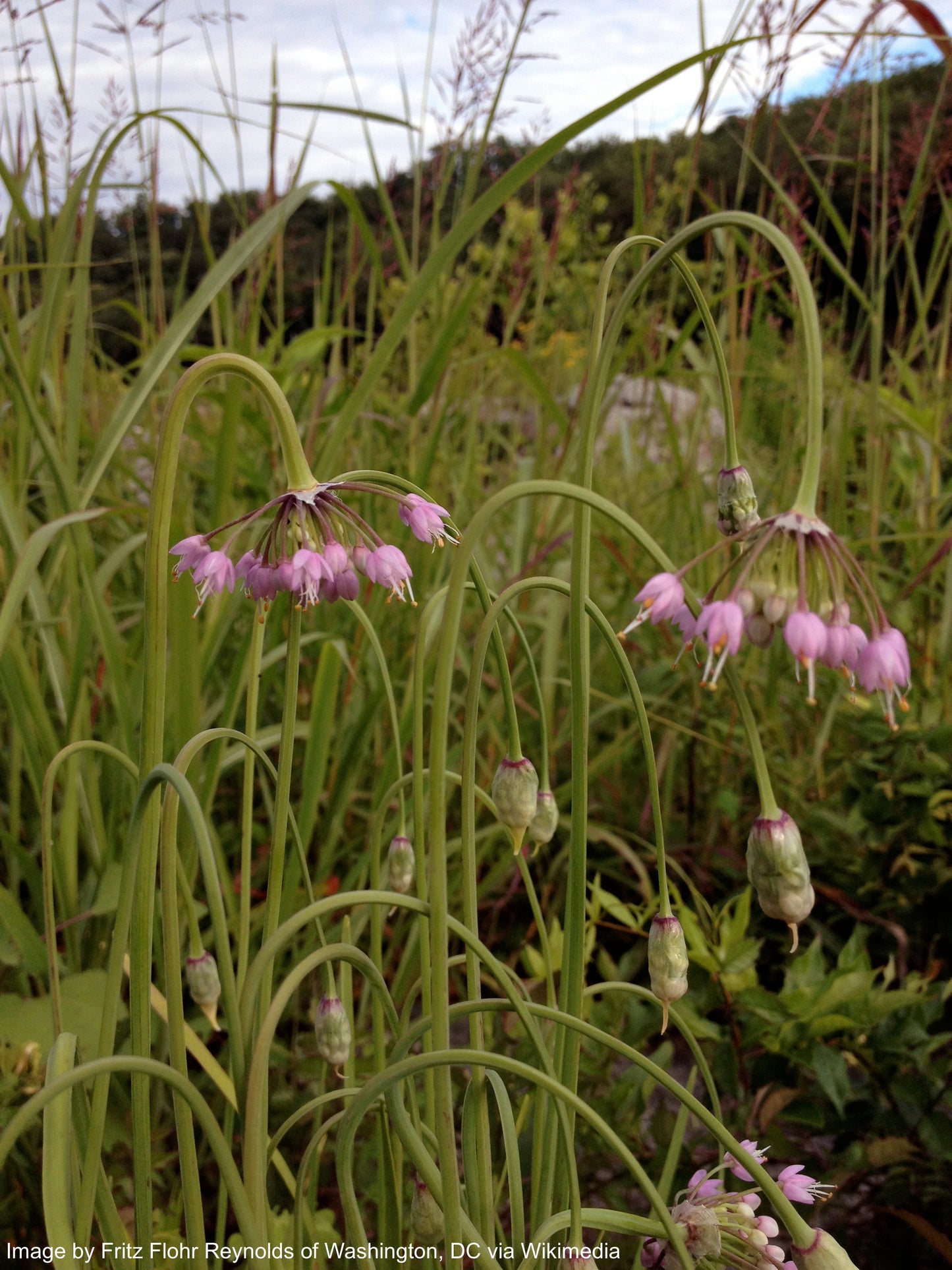Onion, Nodding (Allium cernuum)