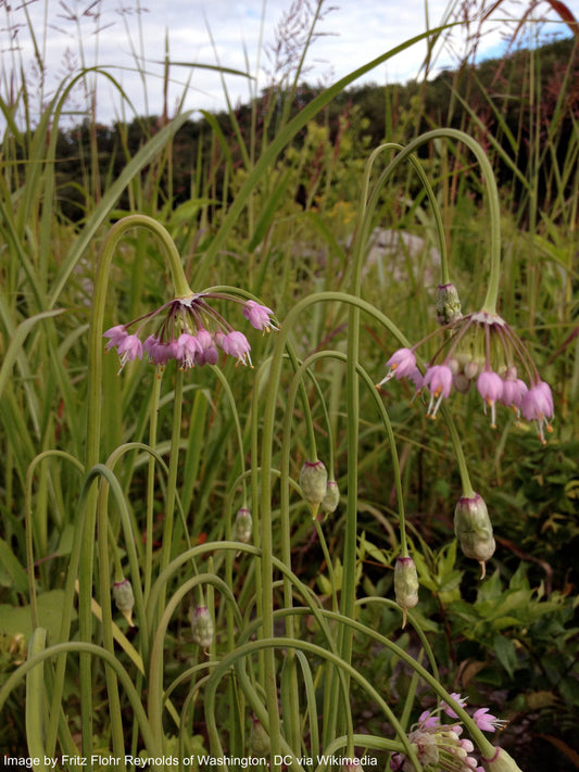 Onion, Nodding (Allium cernuum)