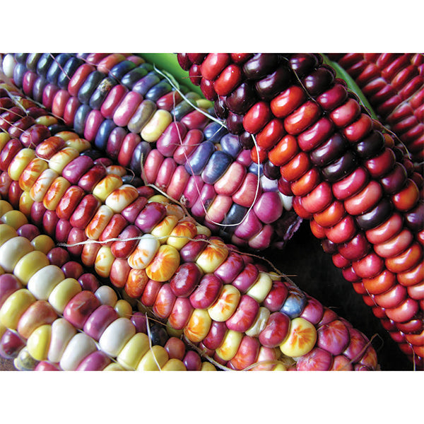 Homestead Seed CSA Share - Bulk Quantities + Over 50 Varieites Curated for Your Area!