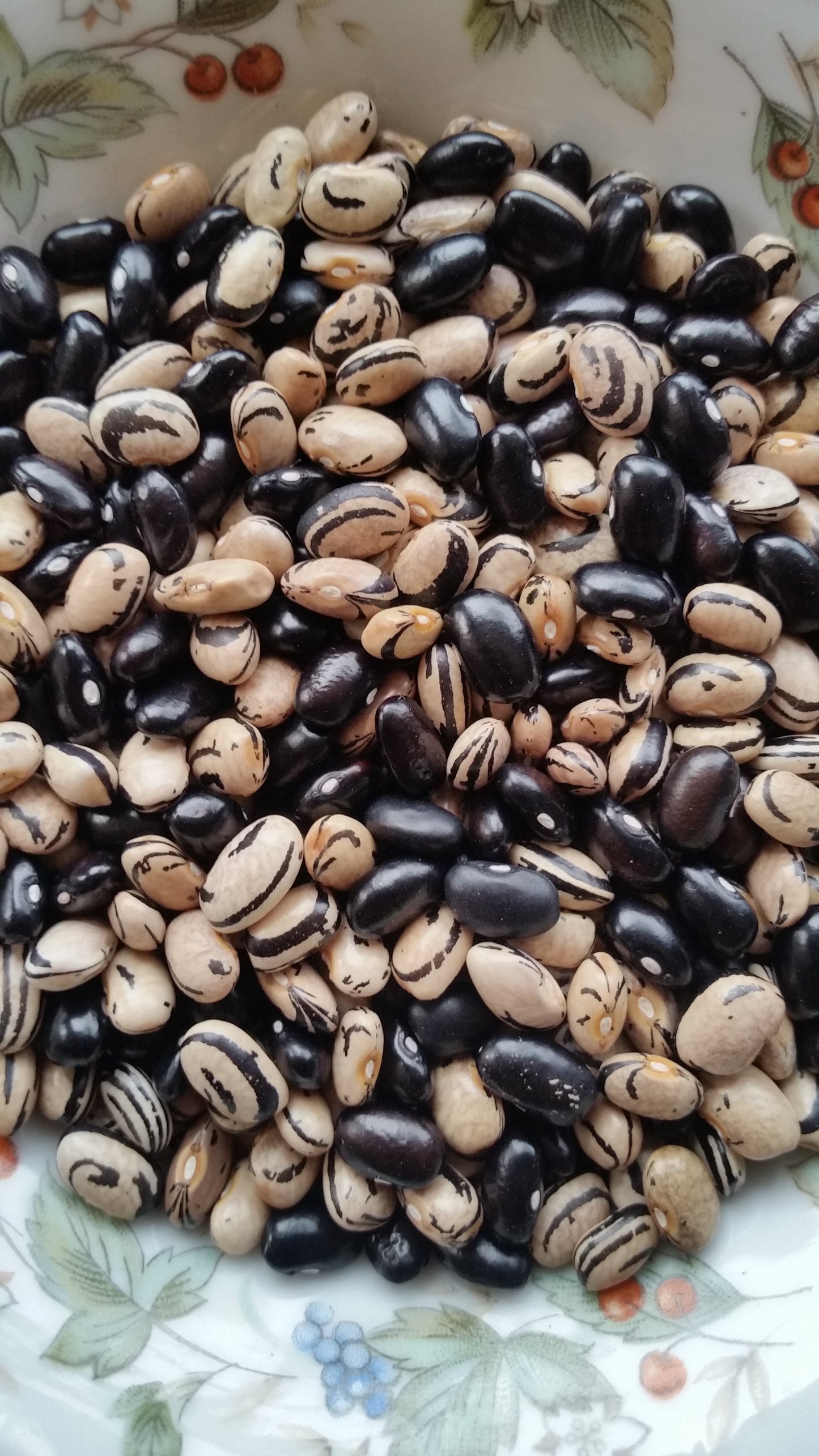 Peregion Bean
