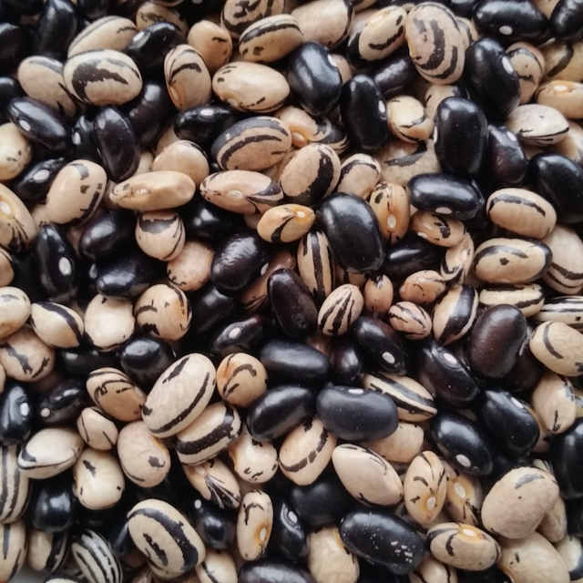 Peregion Bean