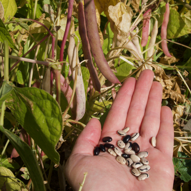 Peregion Bean
