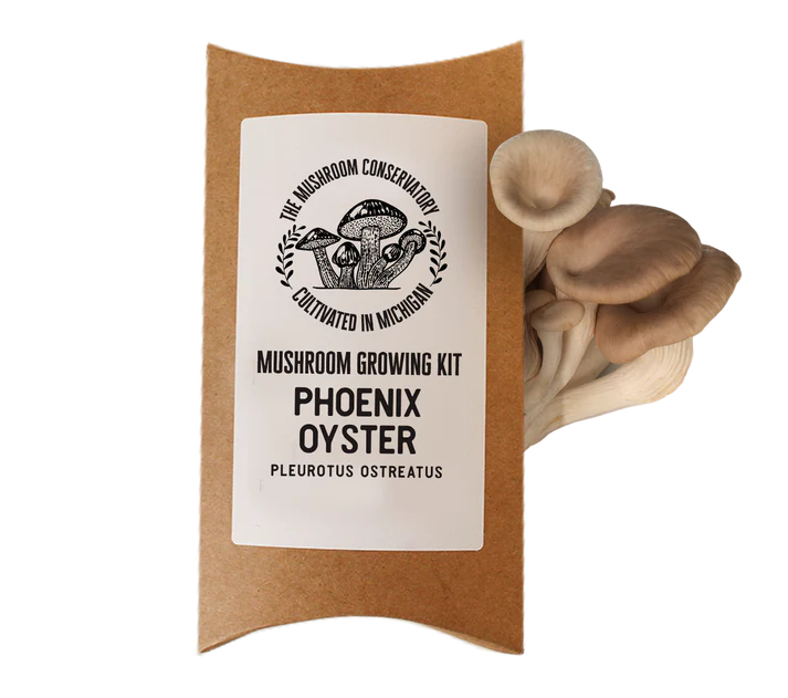 PHOENIX OYSTER MUSHROOM GROWING KIT