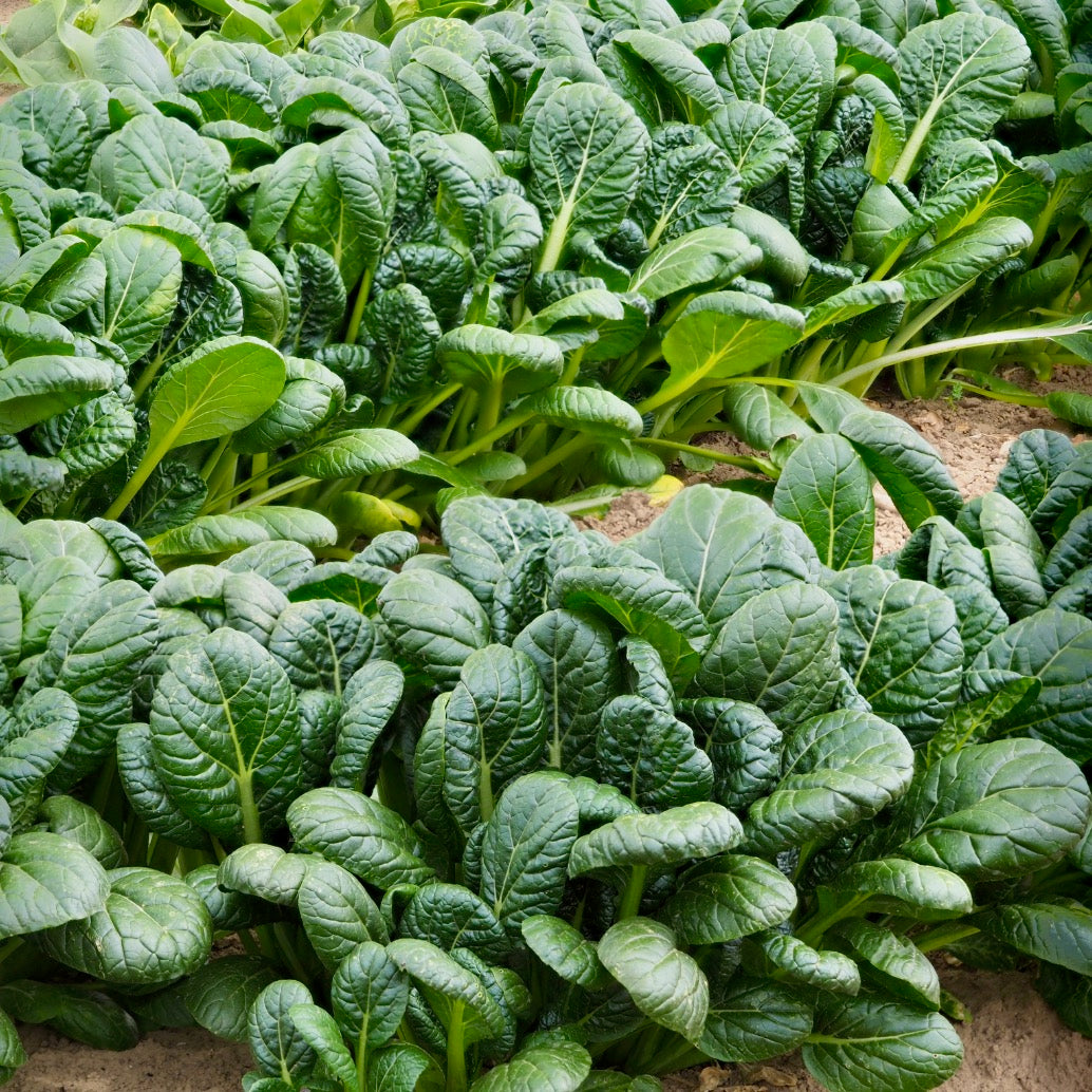 Komatsuna Tendergreen Spinach Mustard