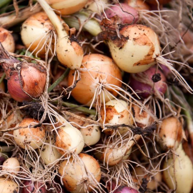 Small Seed CSA Share - 25 Varieties Curated for Your Area!