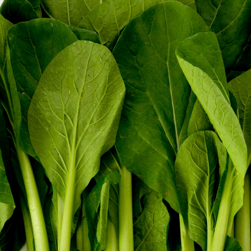 Komatsuna Tendergreen Spinach Mustard