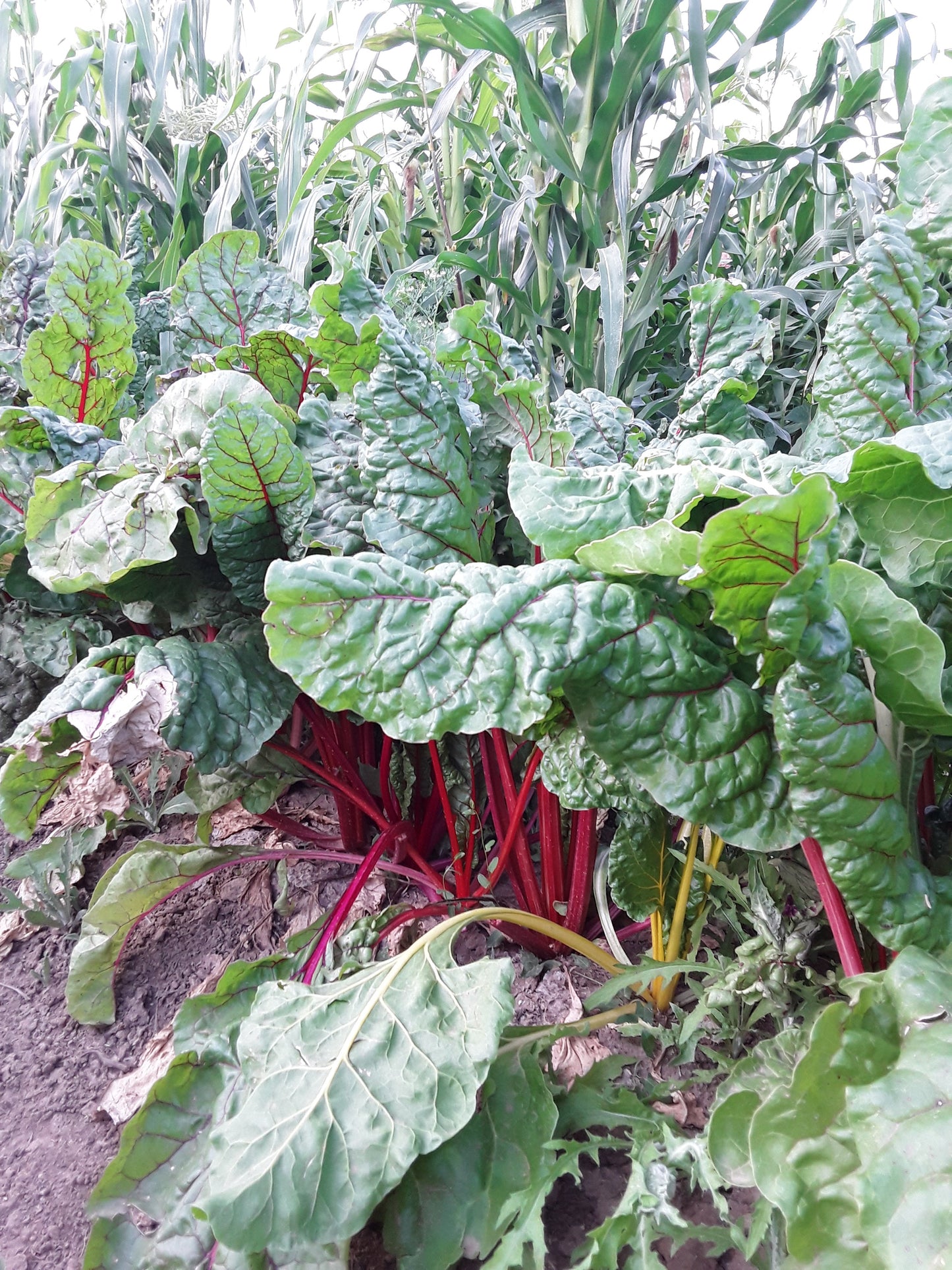 Bright Lights Swiss Chard