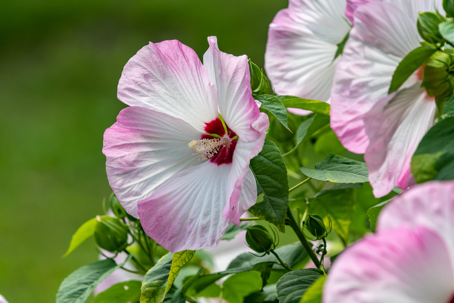 Rosemallow (Hibiscus moscheutos)