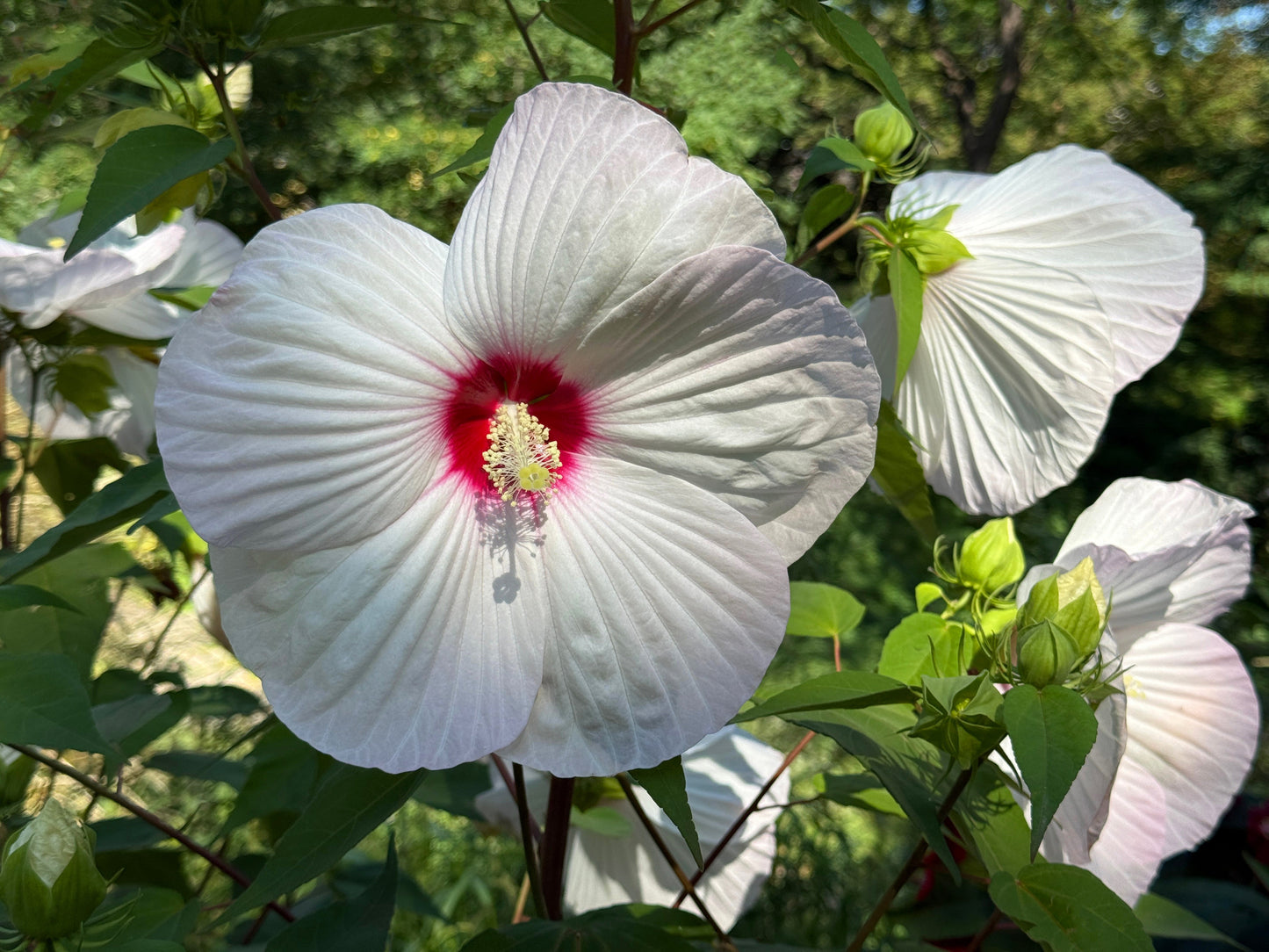 Rosemallow (Hibiscus moscheutos)
