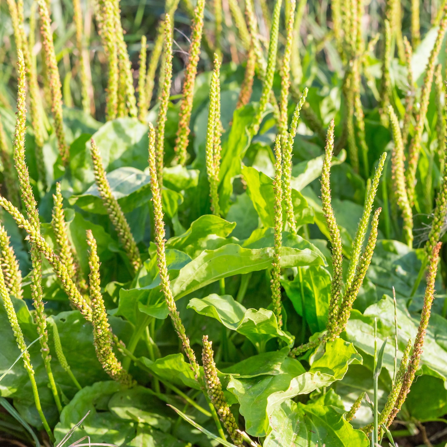 Plantain, Broadleaf (Plantago major)