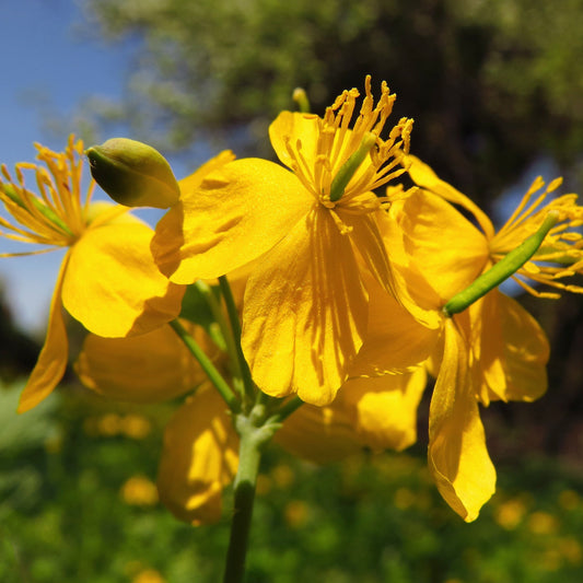 Celandine (Chelidonium majus)