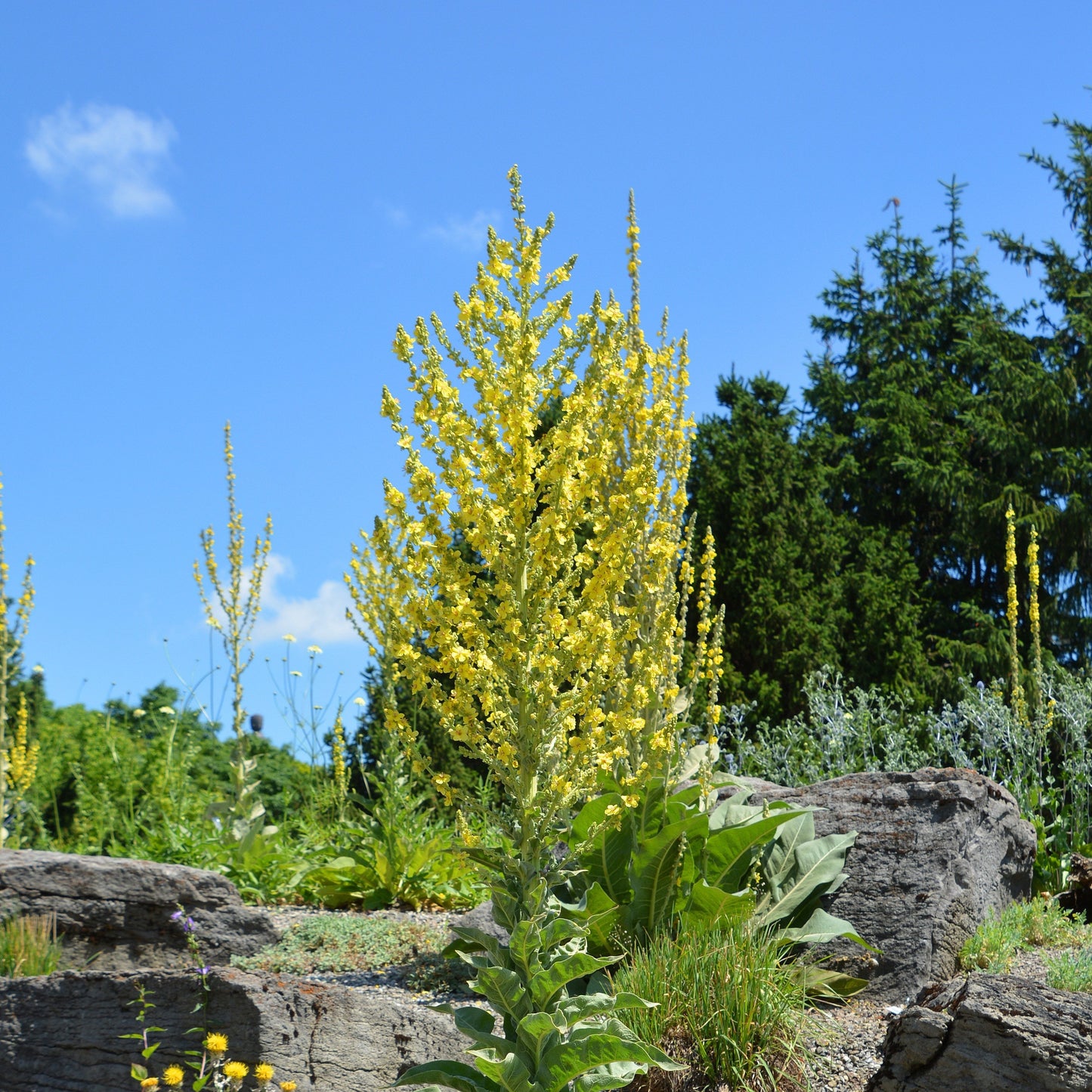 Mullein, Olympic (Verbascum olympicum)