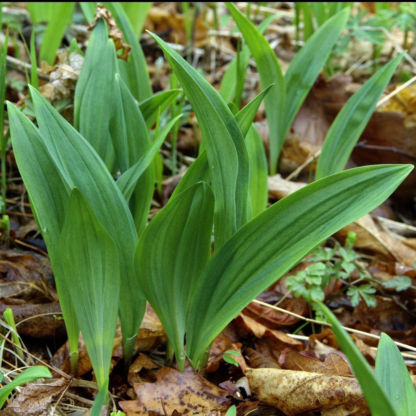 Ramp aka. Wild Leeks (Allium tricoccum)