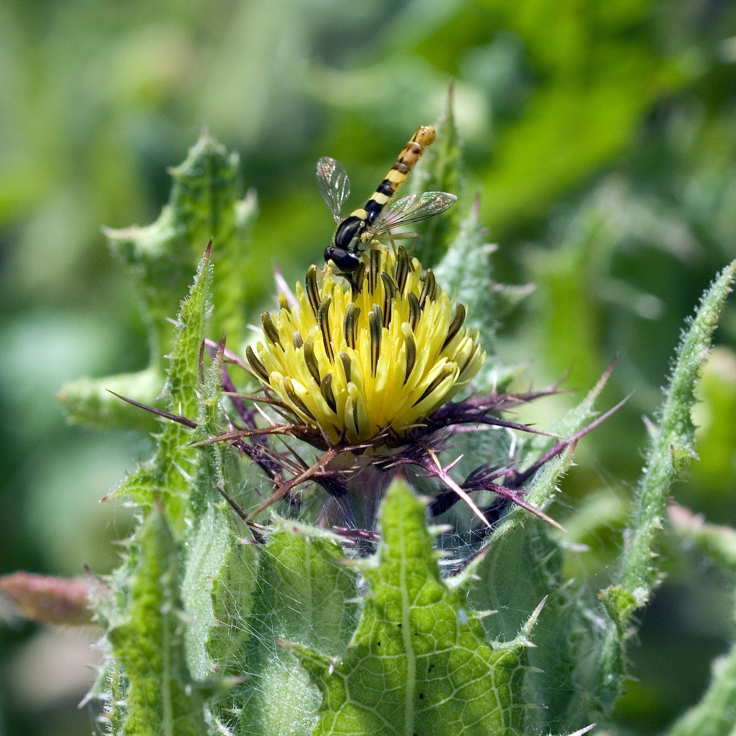 Thistle, Blessed (Cnicus benedictus)