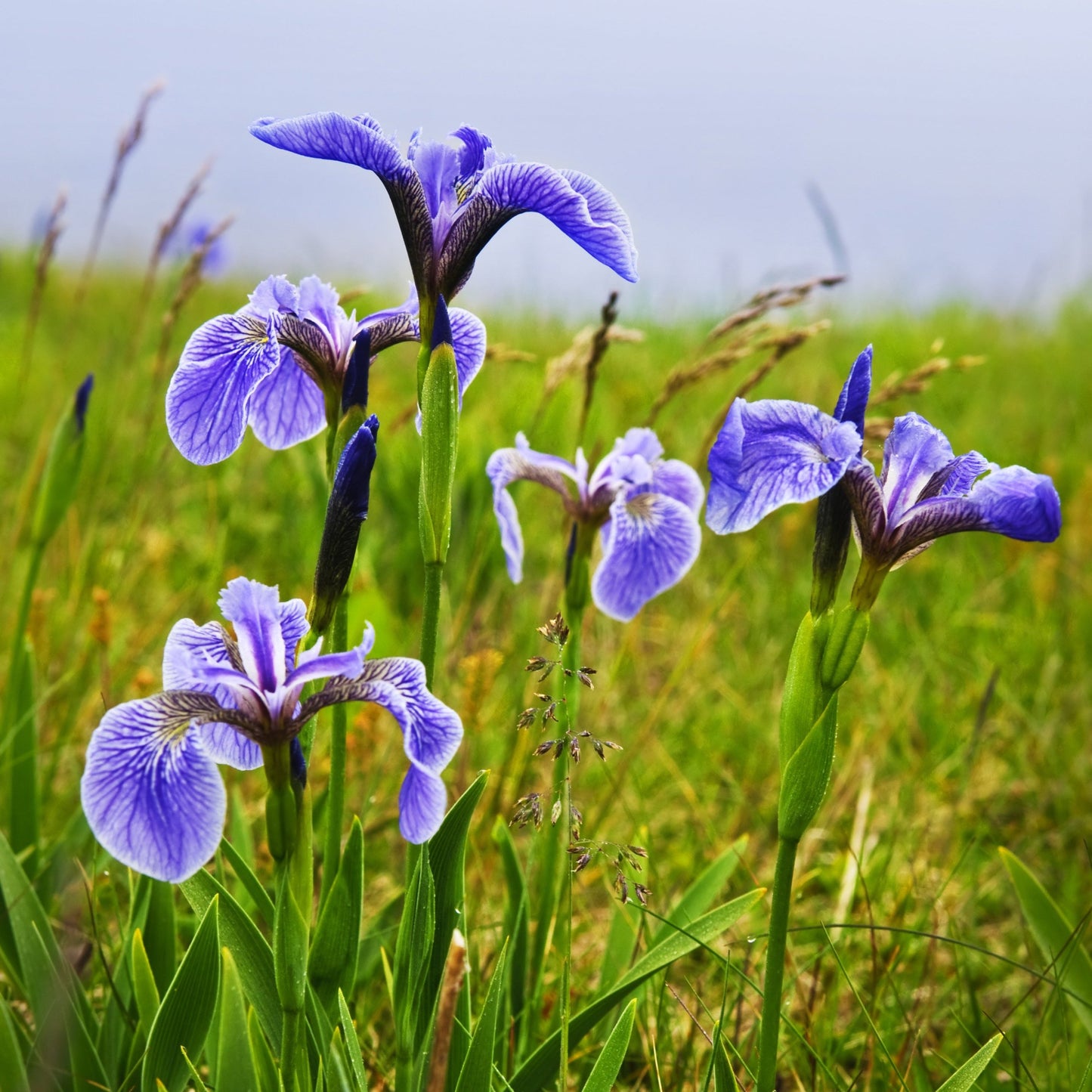 Iris, Blue Flag (Iris versicolor)