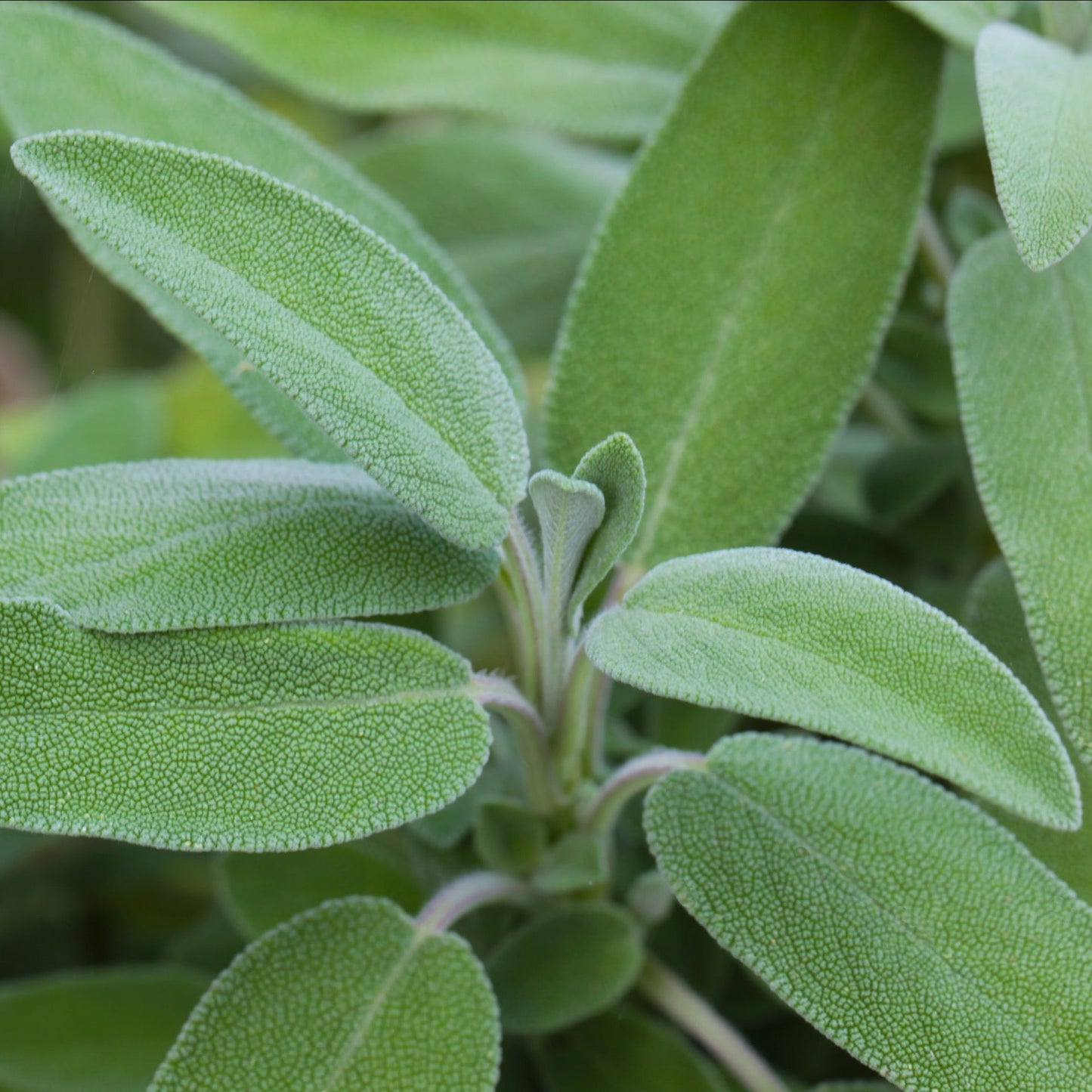 Sage, Garden (Salvia officinalis)