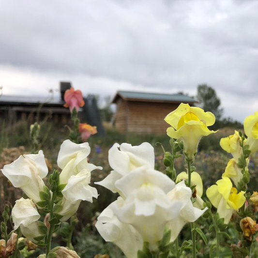 Snapdragon Mix