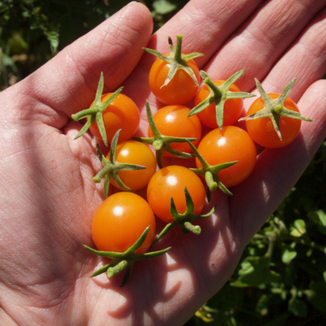 Sungold Tomato (Hybrid Detangle)