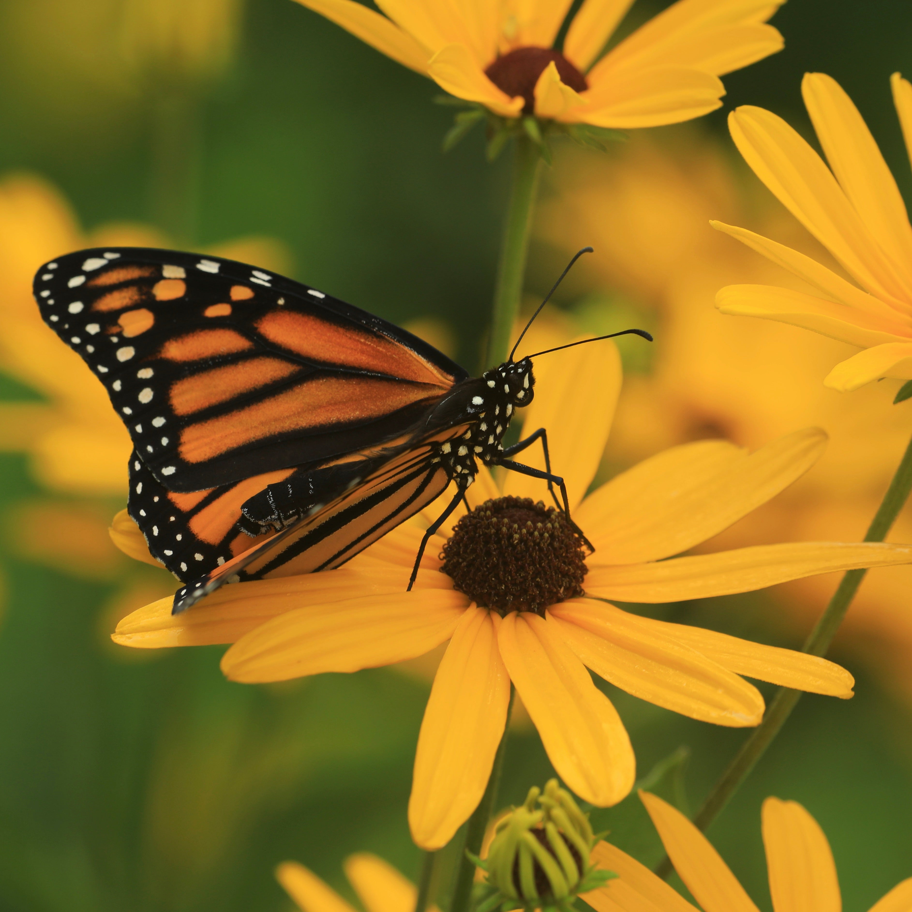 Black-Eyed Susan, Sweet (Rudbeckia subtomentosa) – Grit