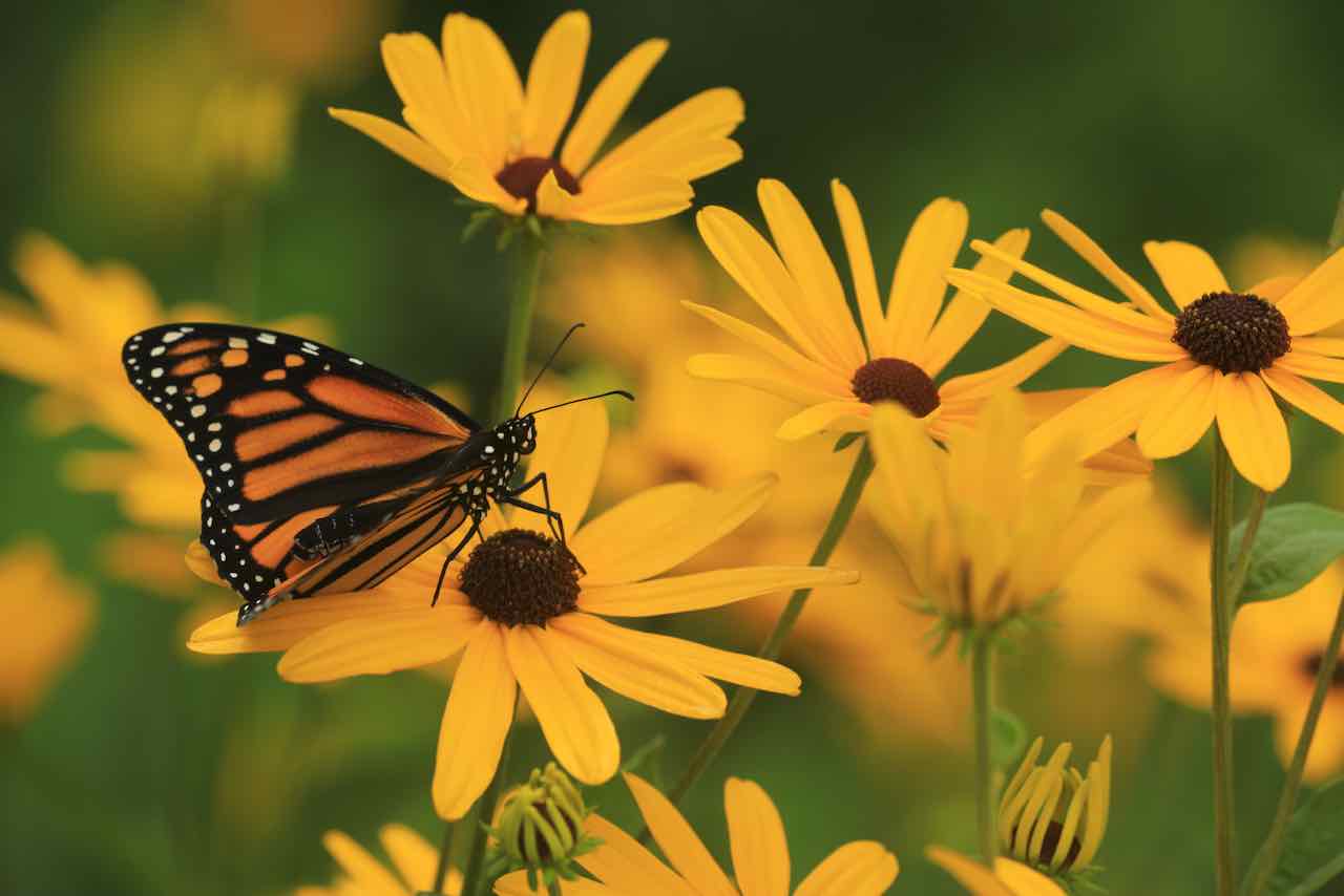 Black-Eyed Susan, Sweet (Rudbeckia subtomentosa)
