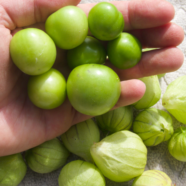 Tomatillo Verde