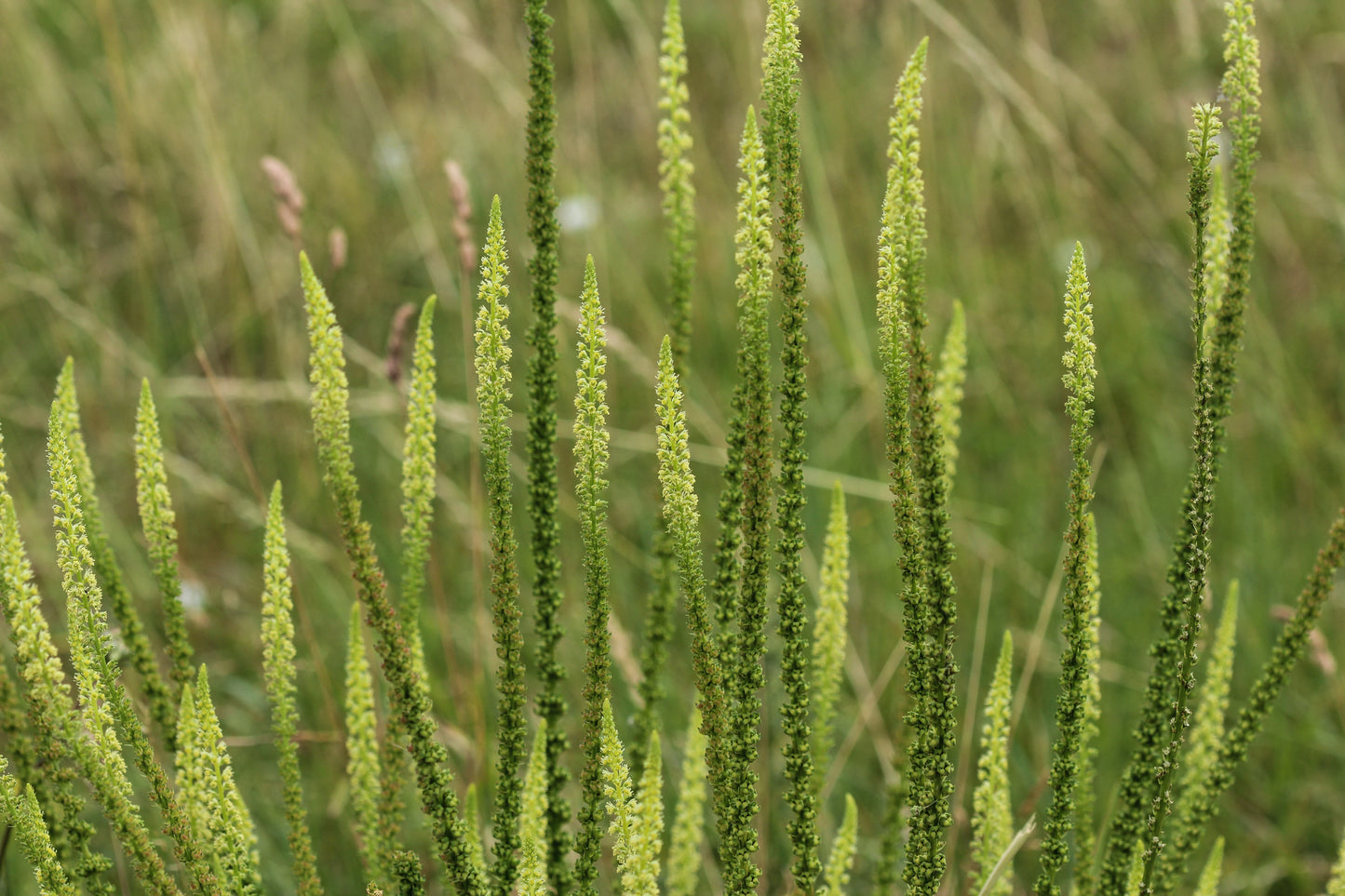 Weld aka Dyer's Rocket (Reseda luteola)