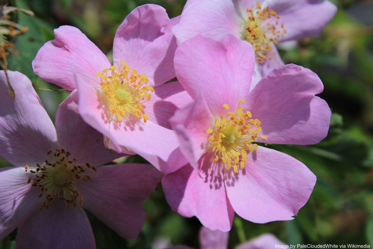 Rose, Wild Prairie (Rosa arkansana)