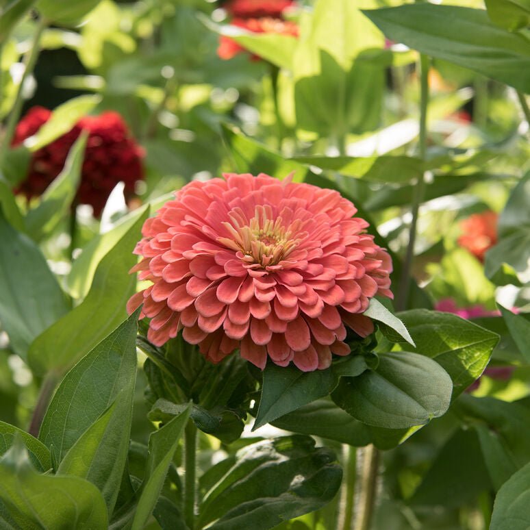 Zany for Zinnias - Our Grow Kit Gift Box with Zinnias