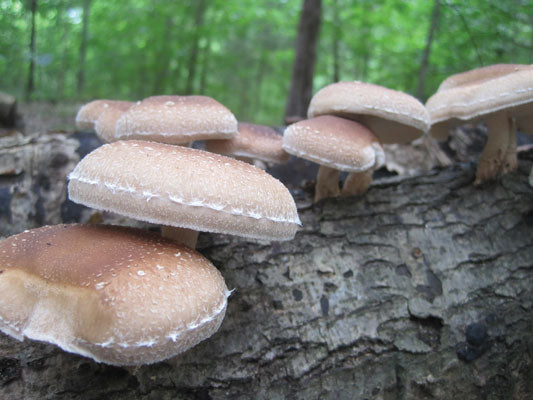 SHIITAKE PLUG SPAWN