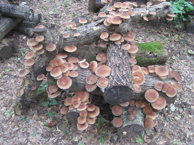 SHIITAKE "WIDE RANGE" LOG PLUGGING KIT