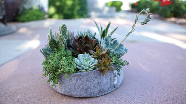 succulent grit Fabric Planter Succulent Kit (6 pack asst)