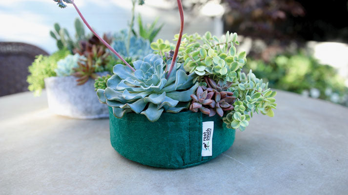 succulent grit Fabric Planter Succulent Kit (6 pack asst)