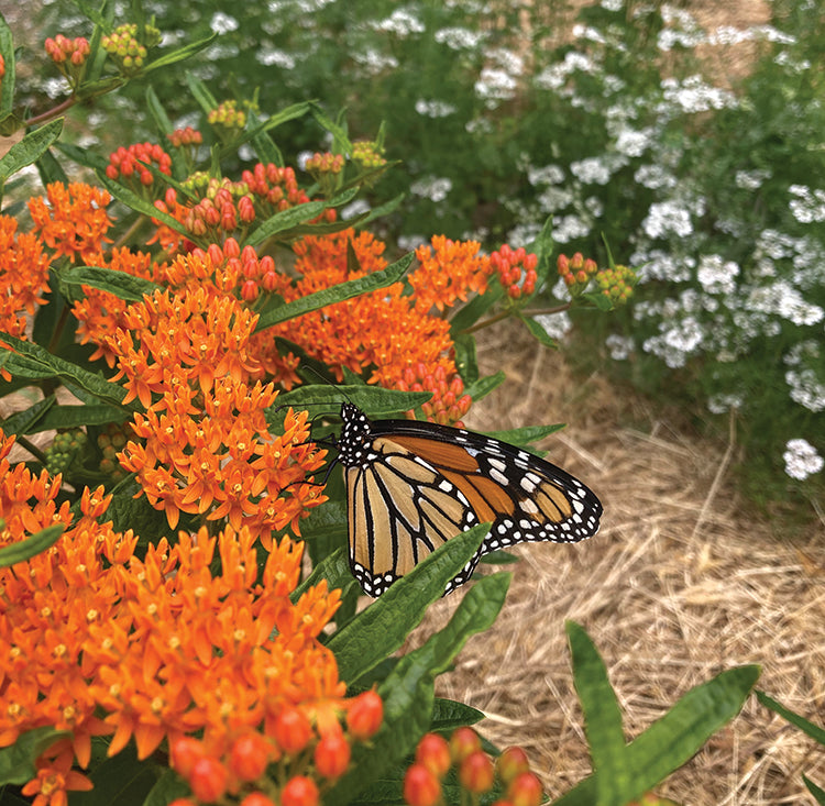 butterfly garden seed kit POLLINATOR GARDEN SEED KIT