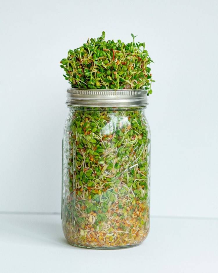 SPROUTING KIT: GROW YOUR OWN SPROUTS