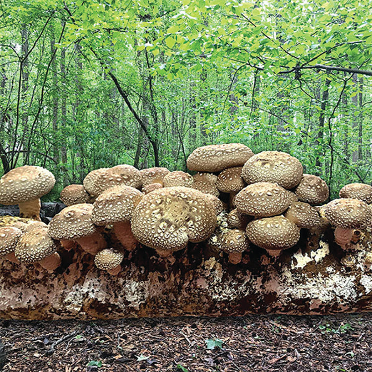 SHIITAKE MUSHROOM FRUITING KIT