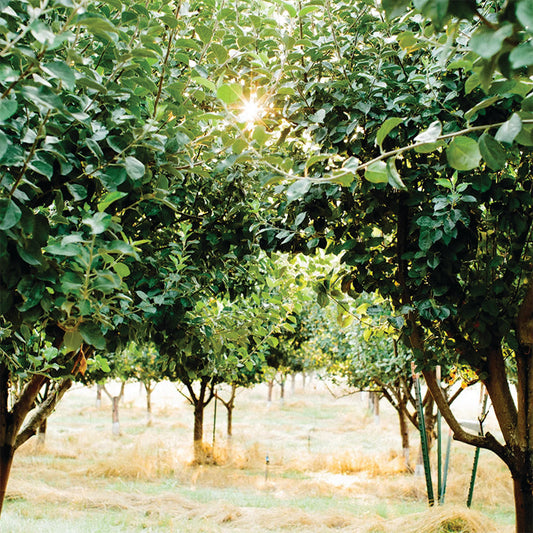 LARGE BARE ROOT JOHNNY APPLESEED AUTHENTIC™ APPLE TREE